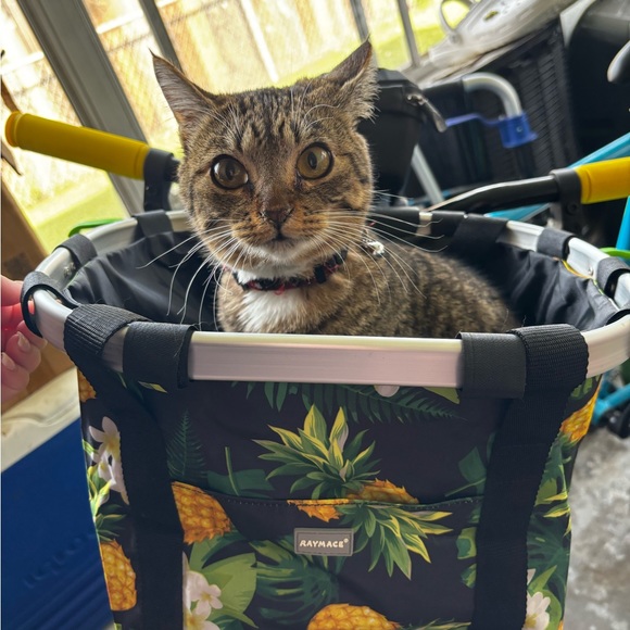 Live Show Notifications 🔔 🐈 - Picture 4 of 13